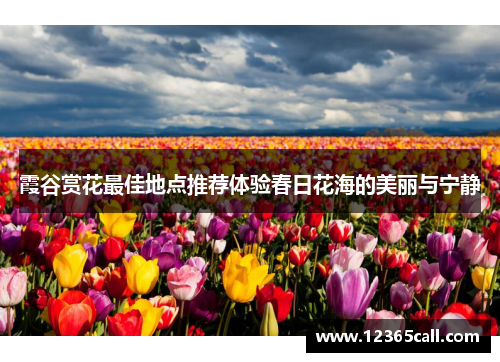 霞谷赏花最佳地点推荐体验春日花海的美丽与宁静