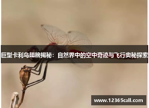 巨型卡利鸟翅膀揭秘：自然界中的空中奇迹与飞行奥秘探索